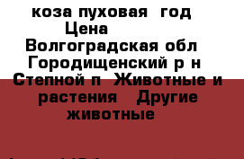 коза пуховая 1год › Цена ­ 2 000 - Волгоградская обл., Городищенский р-н, Степной п. Животные и растения » Другие животные   
